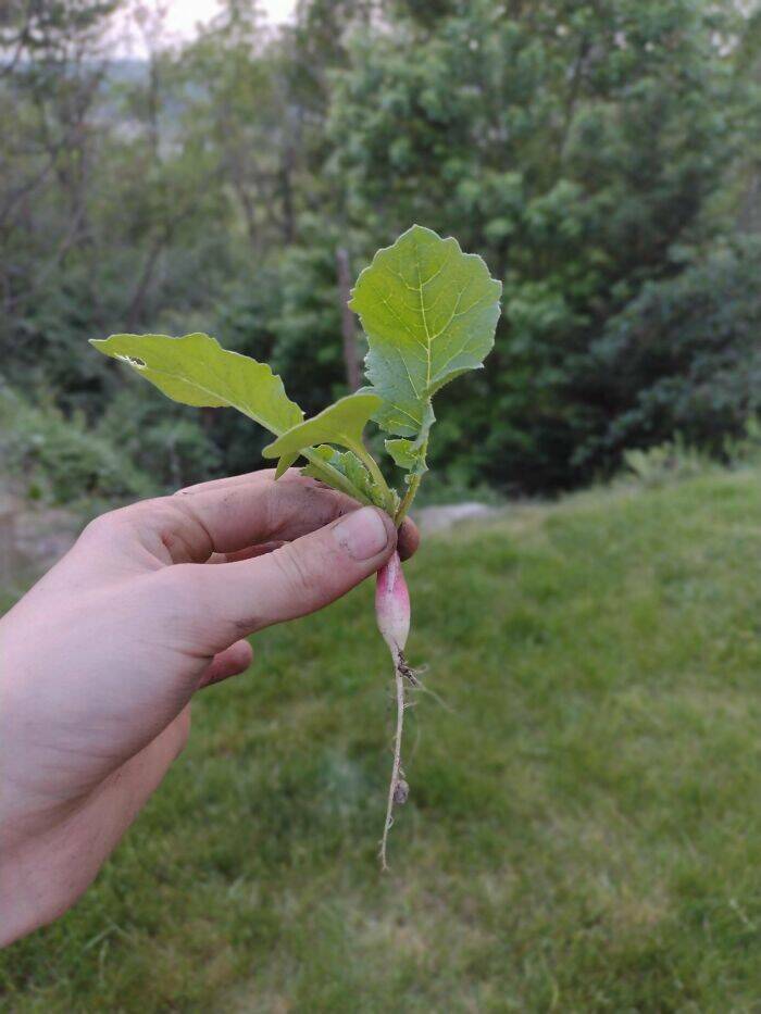 Garden Failures: When Growing Your Own Food Takes An Unexpected Turn