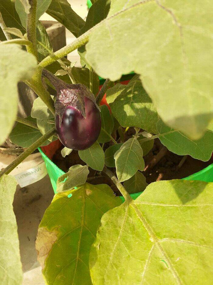 Garden Failures: When Growing Your Own Food Takes An Unexpected Turn