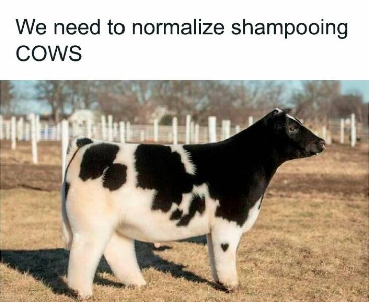 Memes That Perfectly Sum Up the Ridiculousness Of Life