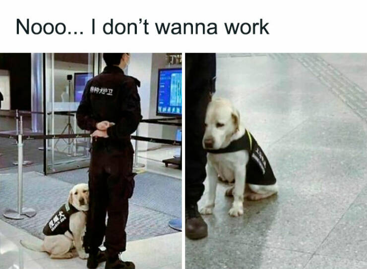 Memes That Perfectly Sum Up the Ridiculousness Of Life