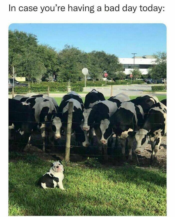 Memes That Perfectly Sum Up the Ridiculousness Of Life