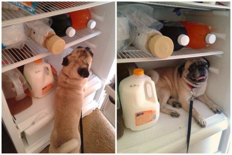 Daily Picdump