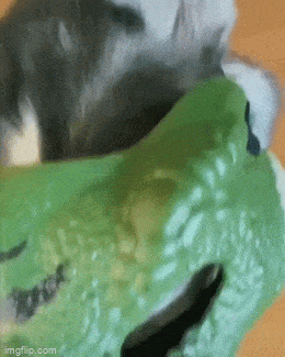 Morning Gifdump