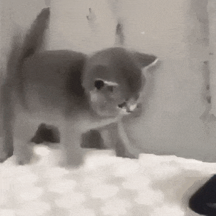 Morning Gifdump
