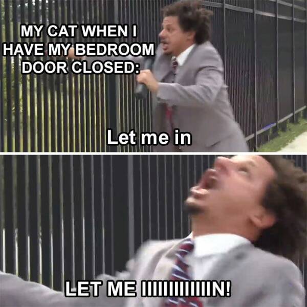 Do You Meow With These Cat Memes?