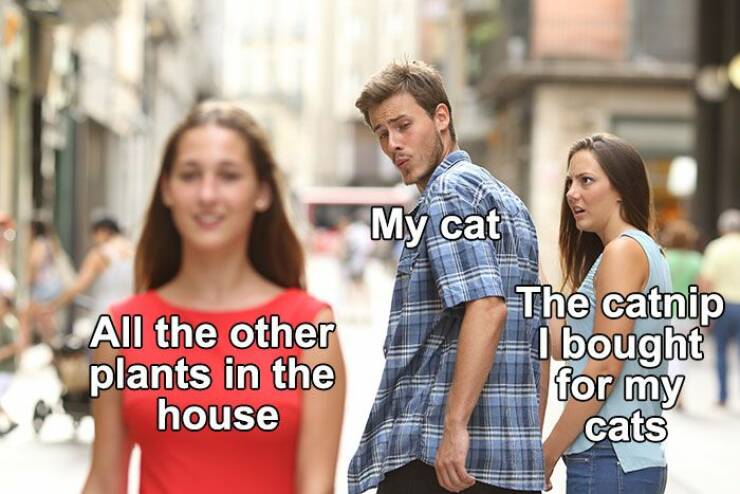 Do You Meow With These Cat Memes?