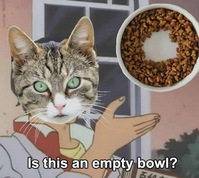 Do You Meow With These Cat Memes?
