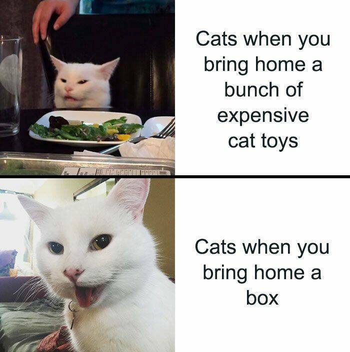 Do You Meow With These Cat Memes?