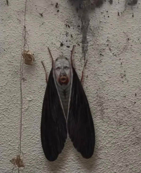 Bizarre Visual Oddities: A Gallery Of The Unusual Bizarre Visual Oddities: A Gallery Of The Unusual