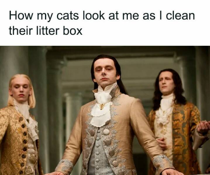 Hilarious Cat Pics And Memes For A Good Laugh