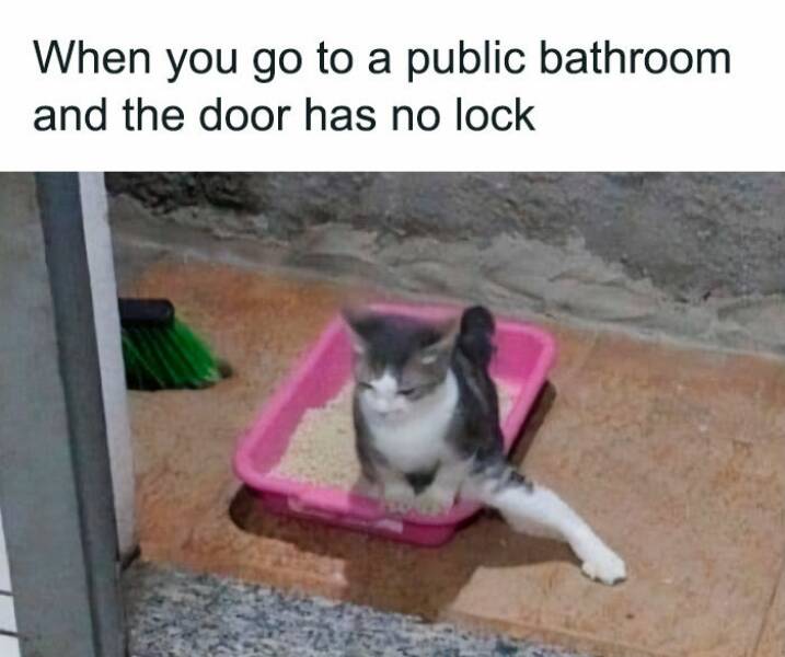 Hilarious Cat Pics And Memes For A Good Laugh