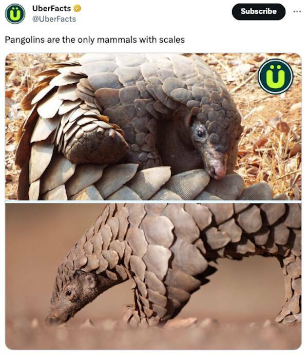 Mind-Blowing Trivia That Will Leave You Astonished And Hungry For More