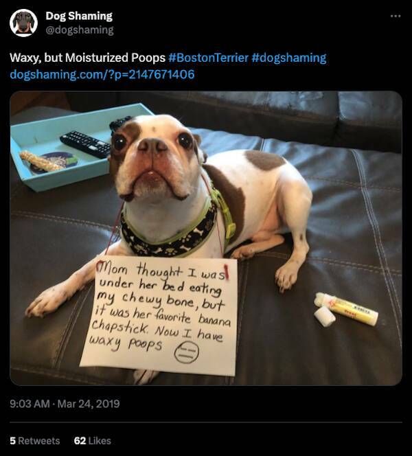 Relentless Dog Shaming Until Morale Ascends