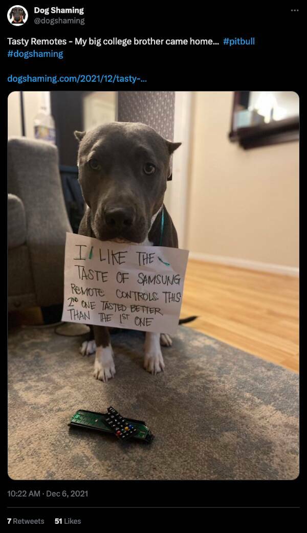 Relentless Dog Shaming Until Morale Ascends