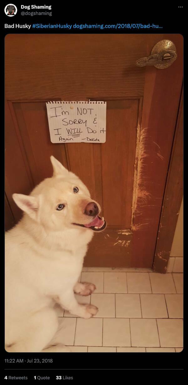 Relentless Dog Shaming Until Morale Ascends