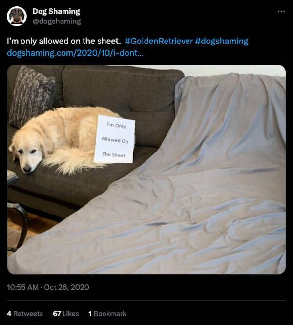 Relentless Dog Shaming Until Morale Ascends