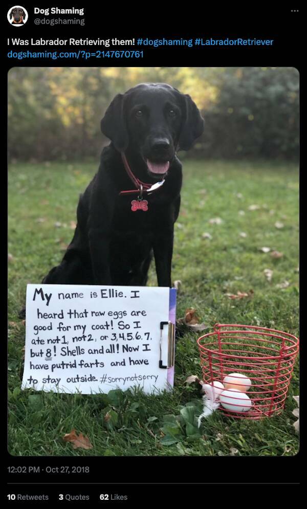 Relentless Dog Shaming Until Morale Ascends