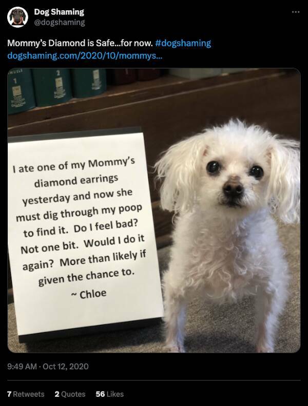 Relentless Dog Shaming Until Morale Ascends