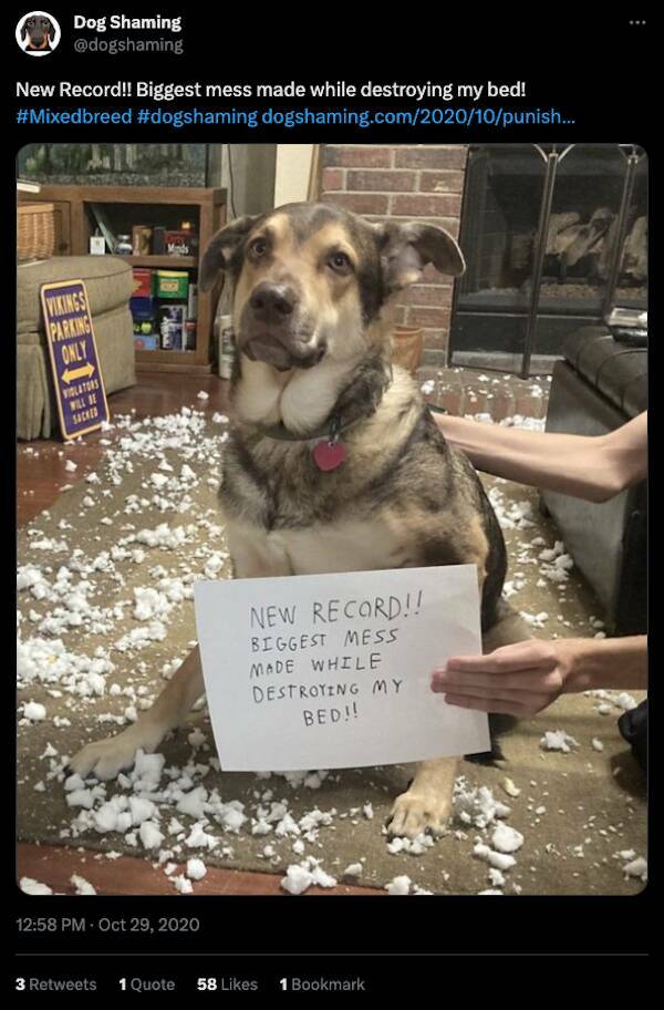 Relentless Dog Shaming Until Morale Ascends