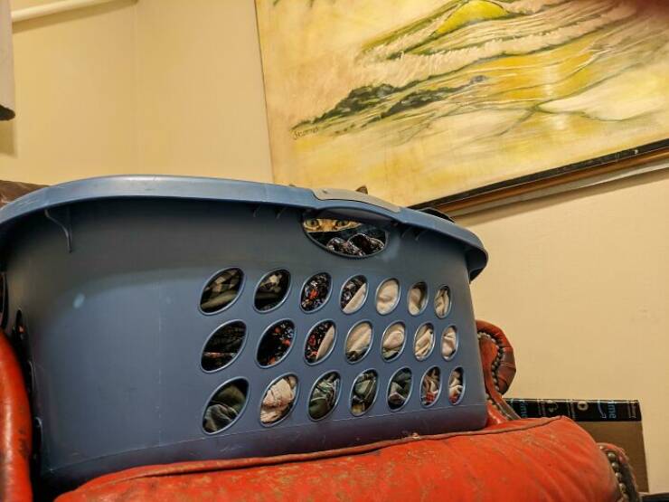 Bizarrely Funny: The Most Unconventional And Comical Images Youll Ever See