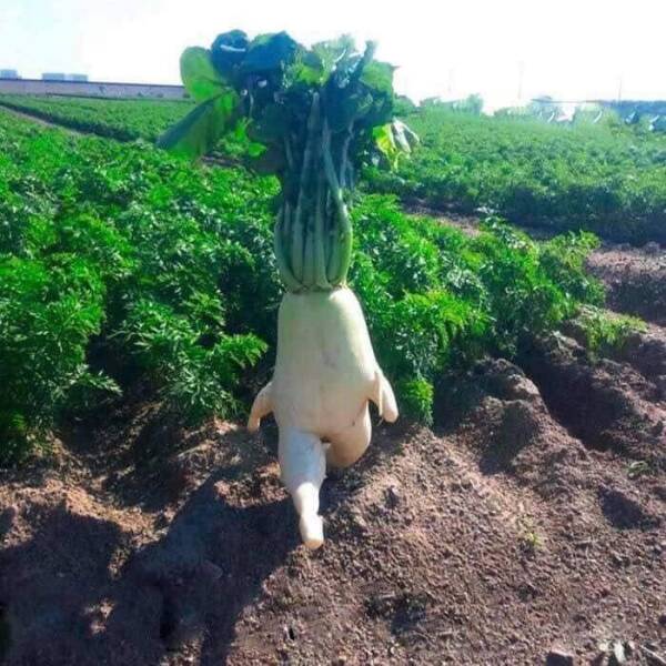 Bizarrely Funny: The Most Unconventional And Comical Images Youll Ever See