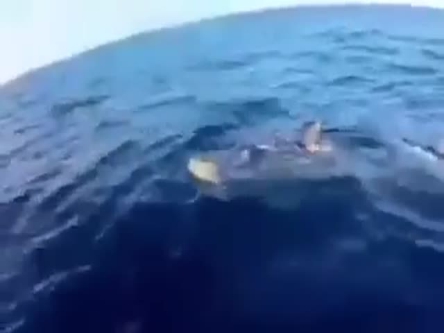 Nice Shark