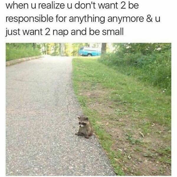 Hilarious Animal Memes Guaranteed To Put A Smile On Your Face