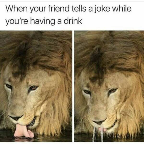 Hilarious Animal Memes Guaranteed To Put A Smile On Your Face