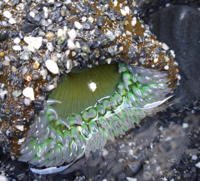Surprising Discoveries: Unanticipated Treasures People Found On Their Beach Strolls