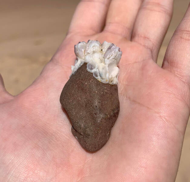 Surprising Discoveries: Unanticipated Treasures People Found On Their Beach Strolls