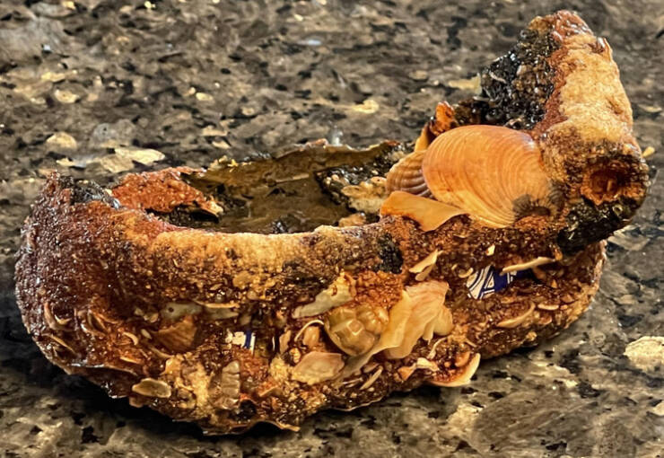 Surprising Discoveries: Unanticipated Treasures People Found On Their Beach Strolls