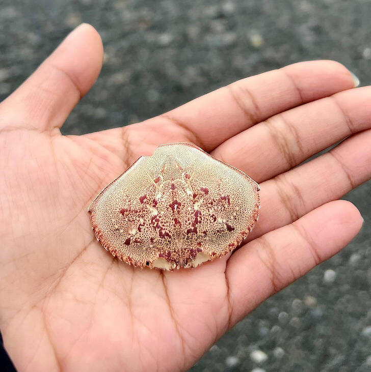 Surprising Discoveries: Unanticipated Treasures People Found On Their Beach Strolls