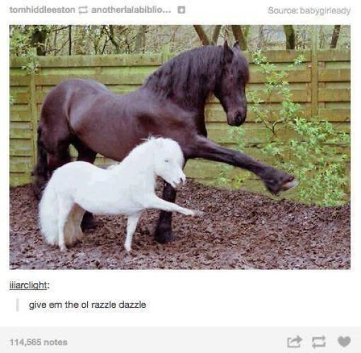 Humor In The Wild: Memes That Showcase The Majestic And Hilarious Side Of Animals