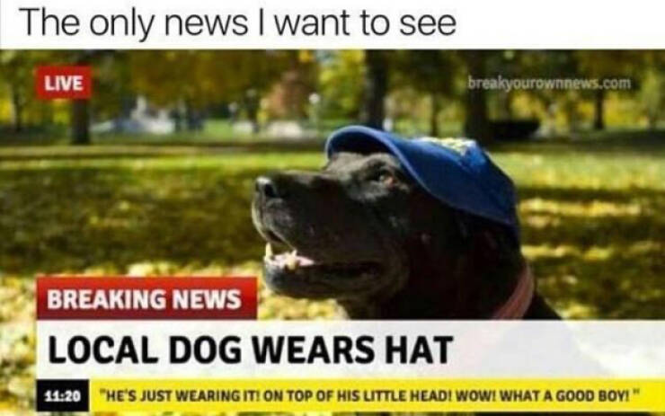Humor In The Wild: Memes That Showcase The Majestic And Hilarious Side Of Animals