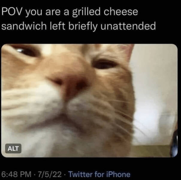 Humor In The Wild: Memes That Showcase The Majestic And Hilarious Side Of Animals