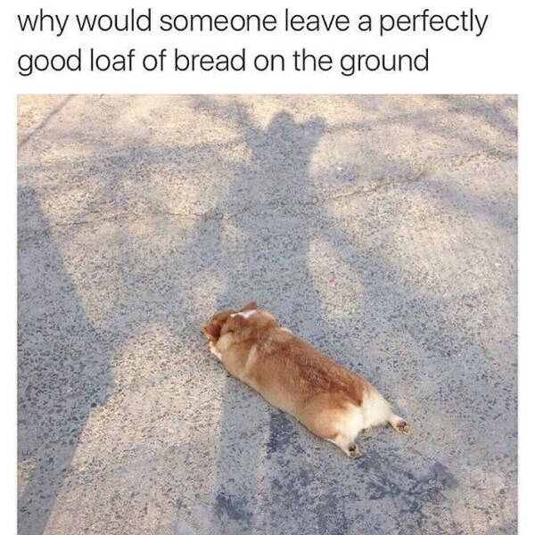 Humor In The Wild: Memes That Showcase The Majestic And Hilarious Side Of Animals