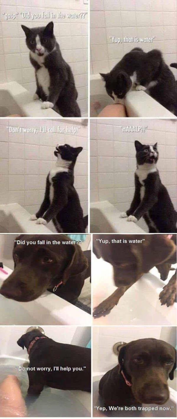 Humor In The Wild: Memes That Showcase The Majestic And Hilarious Side Of Animals