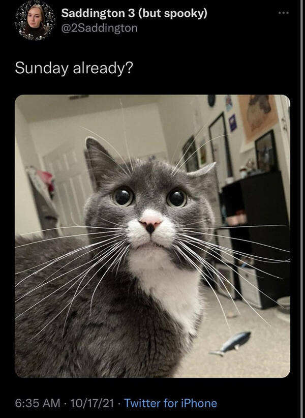 Humor In The Wild: Memes That Showcase The Majestic And Hilarious Side Of Animals