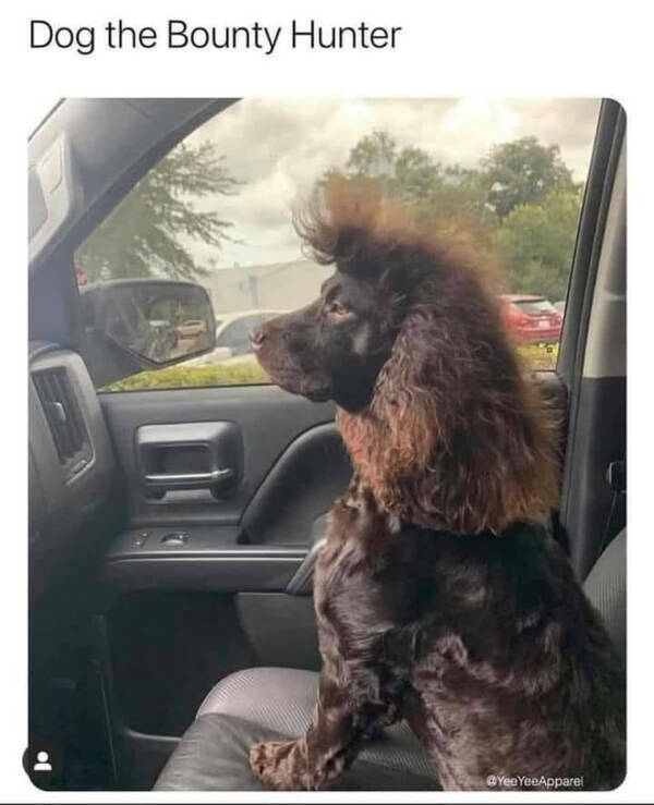 Humor In The Wild: Memes That Showcase The Majestic And Hilarious Side Of Animals