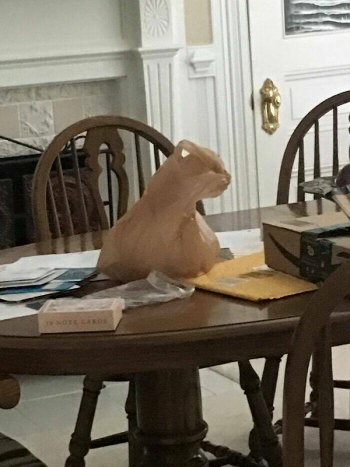 Mildly Intriguing: Images That Offer A Subtle Amusement