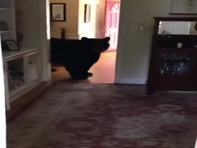 In California, The Bear Entered The House To Escape The Heat