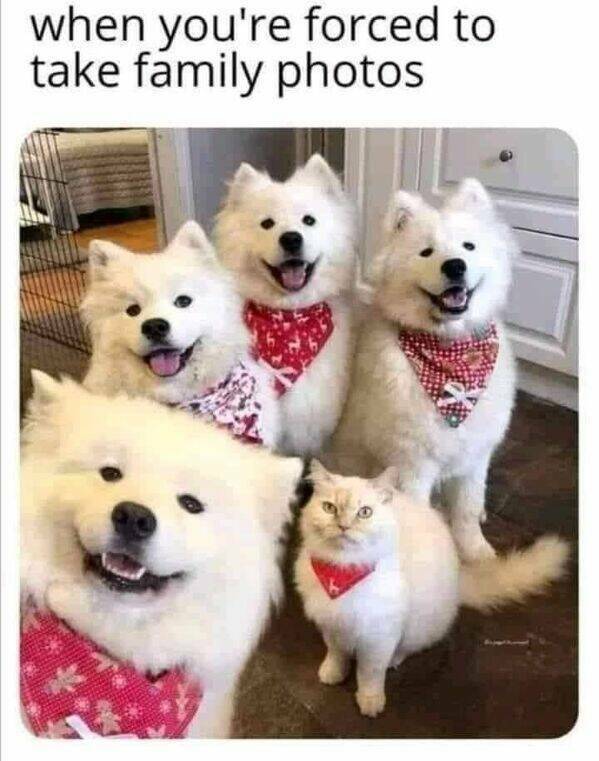 These Funny Animals