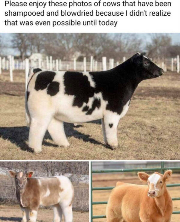 Laugh And Smile: A Collection Of Wholesome Funnies