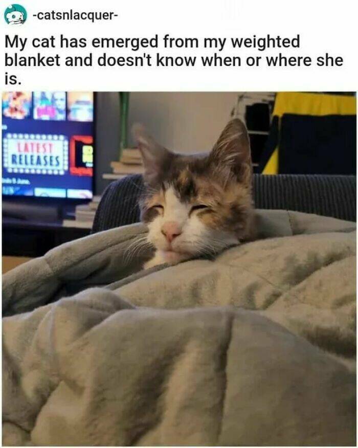 Pawsitively Funny: Cat Posts And Memes