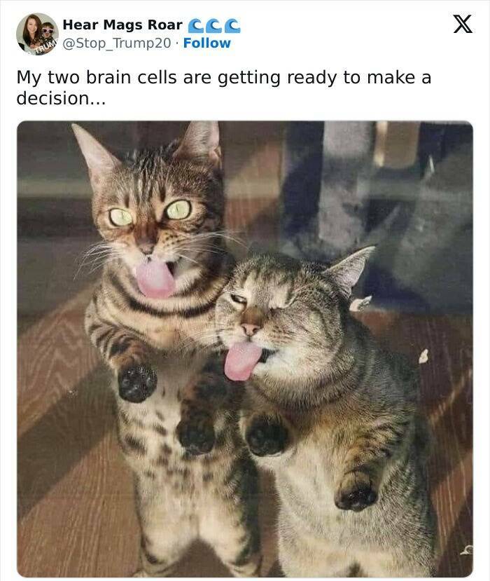Pawsitively Funny: Cat Posts And Memes