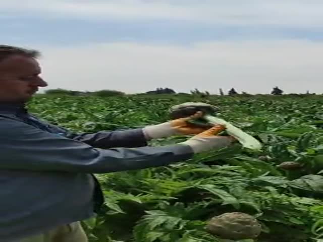 How To Peel Cynara