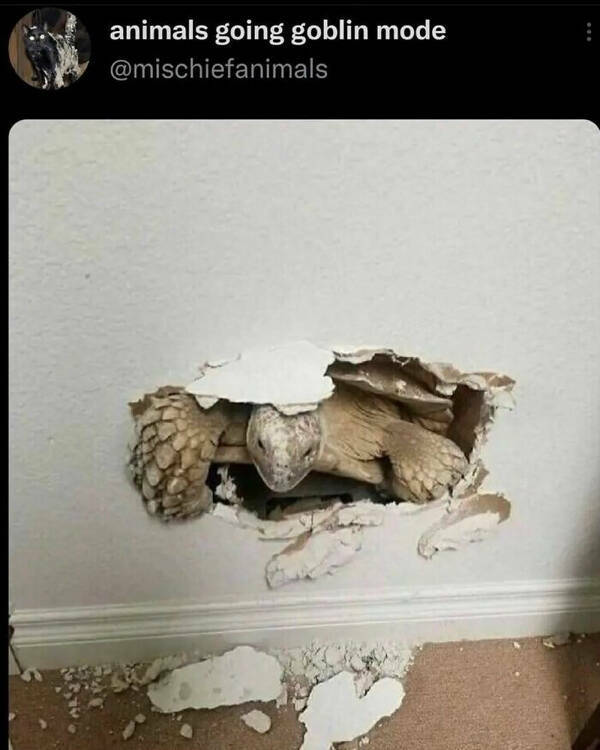 Out Of Place: Animals Found In Unexpected Locations