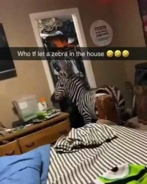 Out Of Place: Animals Found In Unexpected Locations