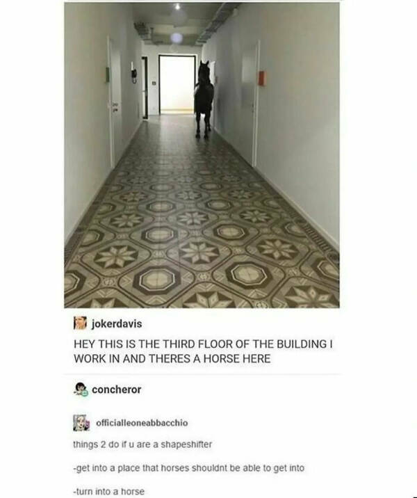 Out Of Place: Animals Found In Unexpected Locations