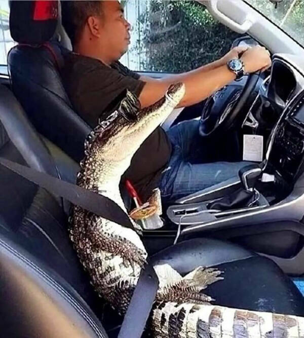 Out Of Place: Animals Found In Unexpected Locations